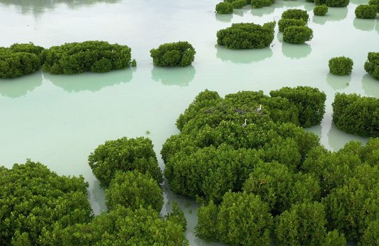 The diverse ecosystems of the mangrove forests are under pressure in many places.