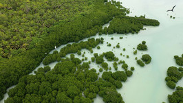 Allies in the fight against climate change