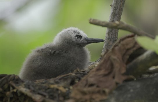 As an ecological corridor between land and water, mangrove forests provide ideal feeding and breeding grounds for fish and birds - including the slender-billed noddy.