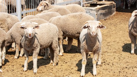 Junge Lämmer als Teil einer Versuchsreihe zu Nahrungsoptimierung und Herdenverhalten.